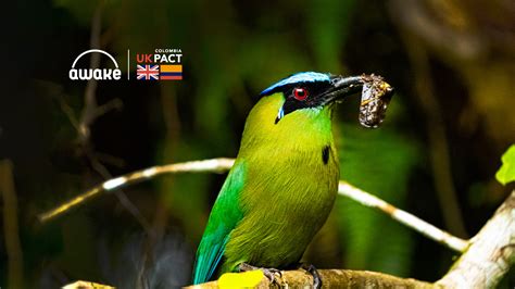 Avistamiento de aves en Colombia qué necesitas saber Awake