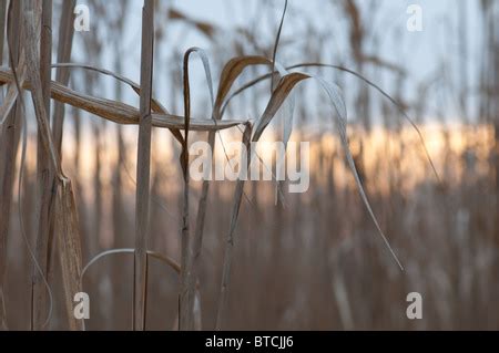 Miscanthus 'elephant grass' biomass energy crop Stock Photo - Alamy