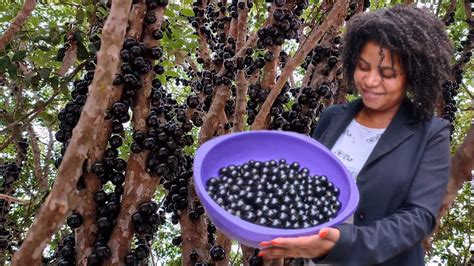 colheita de jabuticaba e dicas para produzir muito tem pé de fruta