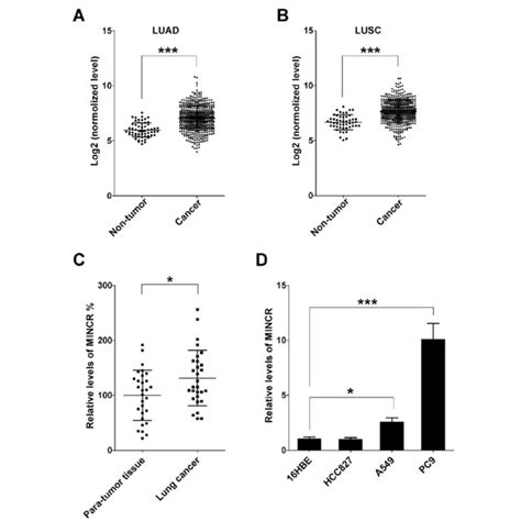 The Expression Of Mincr In Nsclc Tissues And Lung Cancer Cell Lines