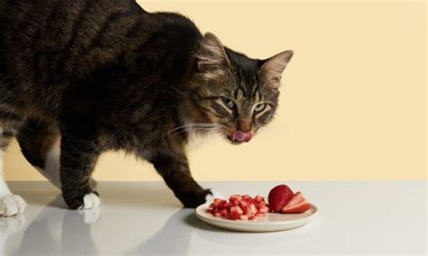 Can Cats Eat Strawberries Everything You Need To Know Bechewy