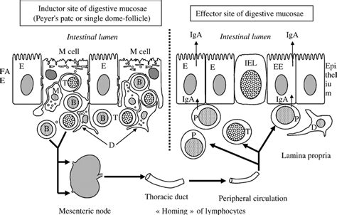 Schematic Functional Organisation Of The Gut Associated Lymphoid