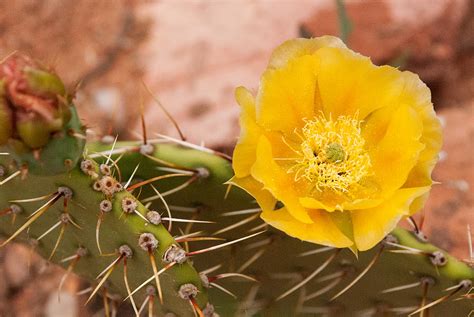 Yellow Cactus Flower Zion National Park Utah By Robert Ford