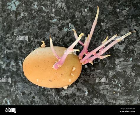 Potato sprouting Stock Photo - Alamy