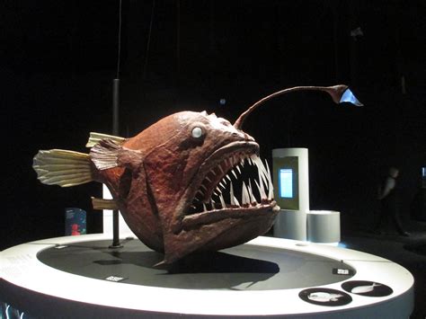 Anglerfish