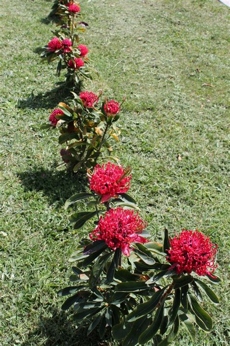 Waratahs Flowering in October 2014 - Our Highland Garden