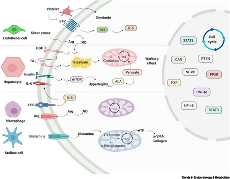 Metabolic Hallmarks Of Liver Regeneration Trends In Endocrinology