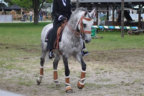 Lusitano Dapple Grey Baroque By Orleantribute On Deviantart