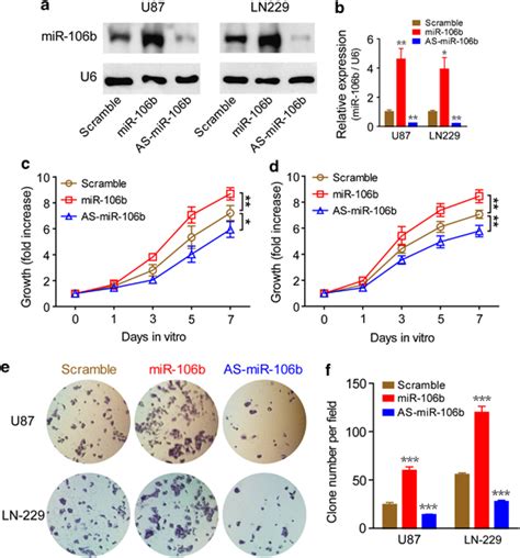 Mir 106b 5p Boosts Cell Proliferation In U87 And Ln 229 Glioma Cells Download Scientific