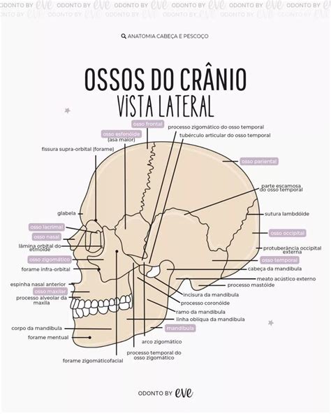 ossos do crânio vista lateral Cabeça e pescoço Anatomia cabeça e