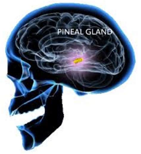 Top 5 Foods For The Pineal Gland Nexus Newsfeed