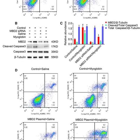 Mbd Mediated Myoglobininduced Renal Cell Apoptosis In Bumpt Cells