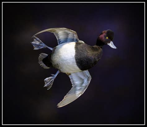 Scaup Mounts Waterfowl Taxidermy Upland Taxidermy Duck Taxidermy