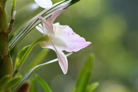 The Pink Spring Dendrobium Flower Stock Image Image Of Height Spring