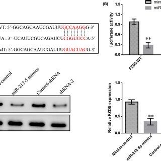 Knockdown Linc Inhibits Prostate Cancer Invasion A Invasion