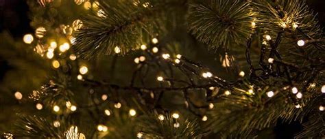 Christmas Tree Safety Guidance On Care Fire Safety