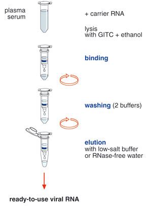 Nucleospin Rna Virus Rna Virus F Purification Of Viral Rna And Dna