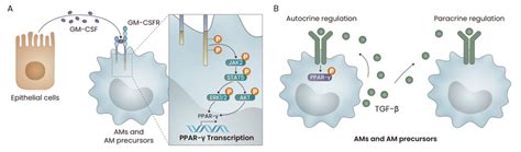 The Roles Of Gm Csf And Tgf β In The Development Of Ams A Gm Csf Download Scientific