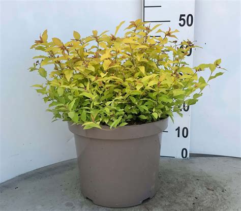 Spiraea Japonica Golden Princess Van Poecke Zn