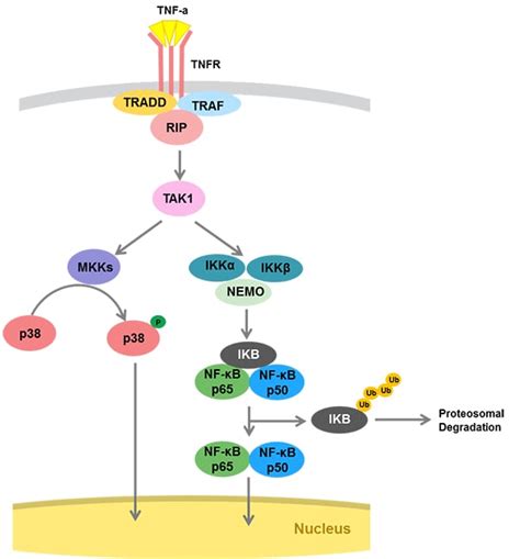 Lets Get Specific About The TNFR Pathway