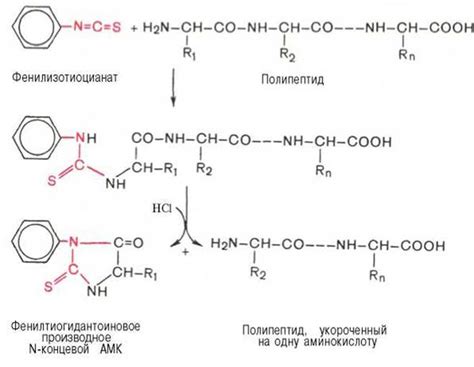 Методы определения N-концевой аминокислоты - Структурная организация ...
