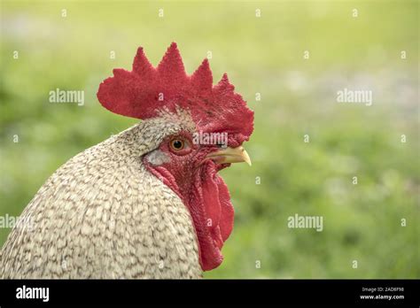 Chicken Gallus Gallus Domesticus Stock Photo Alamy