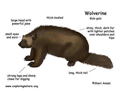 Awesome Real Wolverine Animal Claws pictures