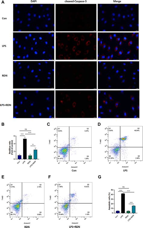 Frontiers Reduning Attenuates LPS Induced Human Unmilical Vein