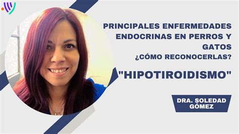 Principales Enfermedades Endocrinas En Perros Y Gatos Hipotiroidismo