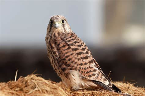 Falcon Young Hawk Free Living Free Photo On Pixabay Pixabay