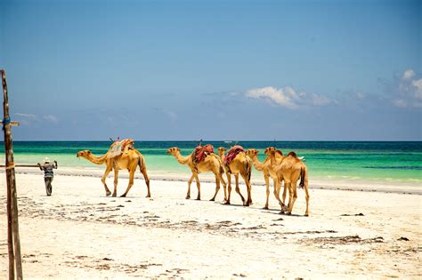 Things to do in Diani beach | activities | trips – Coral Spirit