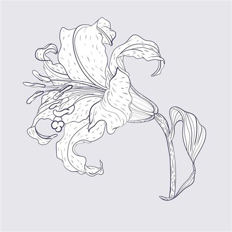 Asian Lily Flower 1214460 Vector Art At Vecteezy