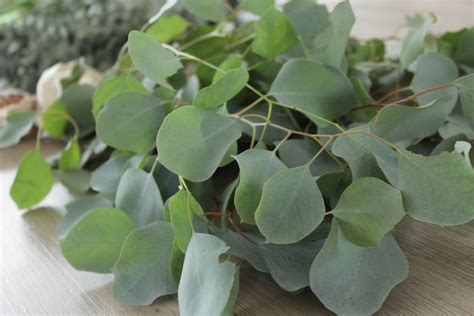 Silver Dollar Eucalyptus Bunch 5 7 Stem Etsy