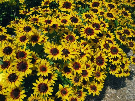 Rotary Botanical Gardens Hort Blog Glorious Gloriosa Daisies