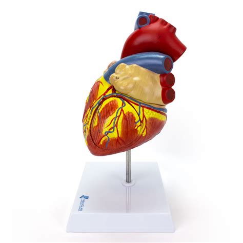 Coração Ampliado 2 Vezes 4 Partes Mogiglass Anatomia E Simulação