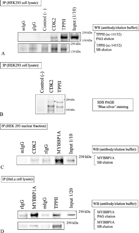 Mutual Interactions Of Tppii Cdk And Mybbp A Detected By Co Ip Assay