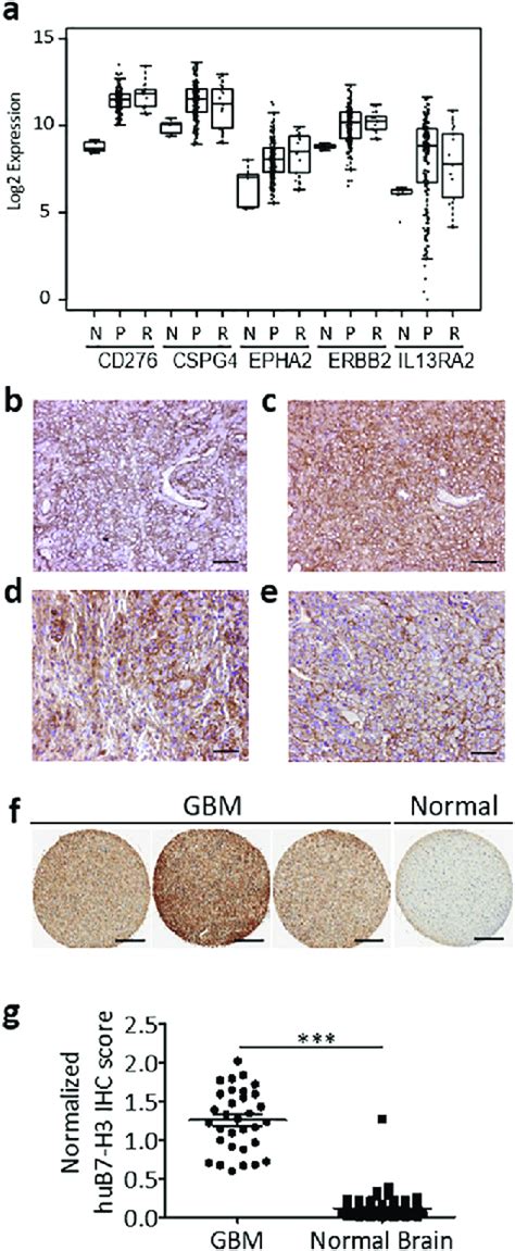 B H Expression In Gbm A Normalized Mrna Levels Of Cd B H