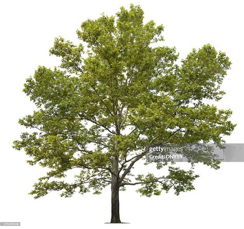 sycamore tree high res stock photo getty images