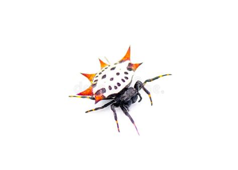 Spiny Backed Orb Weaver Spider Gasteracantha Cancriformis Aka Crab Or Kite Spider Crawling