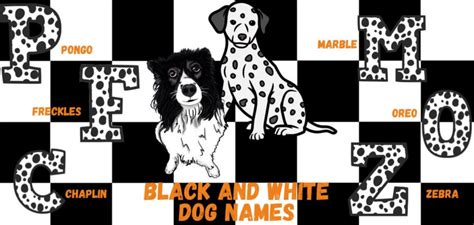 Black And White Dog Names For Your Pup Petstime