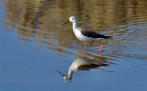 Pernilongo Juvenil Black Winged Stilt Juvenile Himantop Flickr