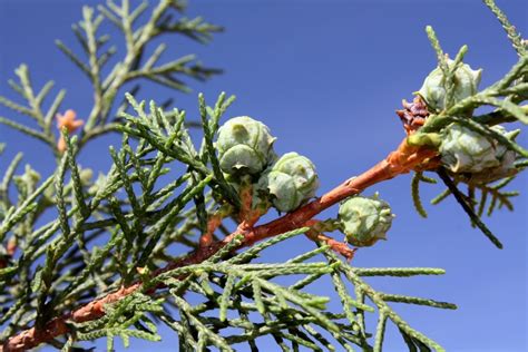 Cupressus Lusitanica Images Useful Tropical Plants