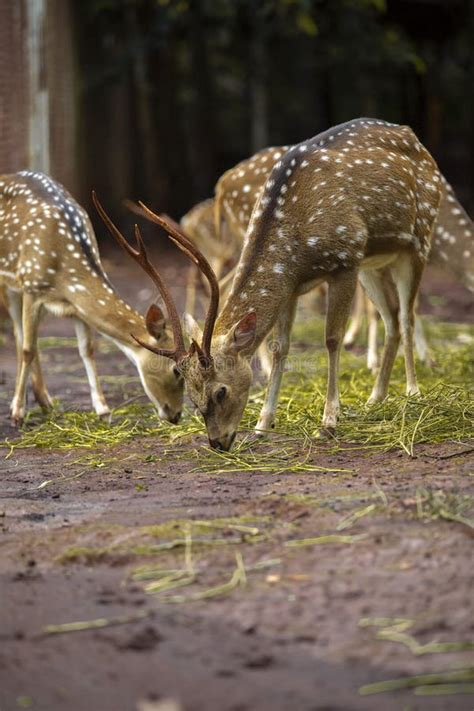 Deer Activity In Captivity Stock Photo Image Of Prairie