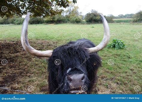 Black Bull with Large Horns Stock Image - Image of field, grass: 160101067