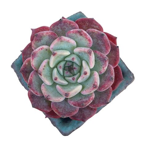 Special Just Cart Echeveria Sarahime Hybrid Cedar Creek Farmhouse