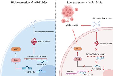 Mir P Prevents The Metastasis Of Nsclc Via Inhibiting The Exosome