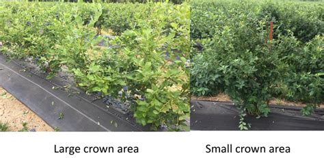 How To Prune Blueberries For Machine Harvest Oxbo International