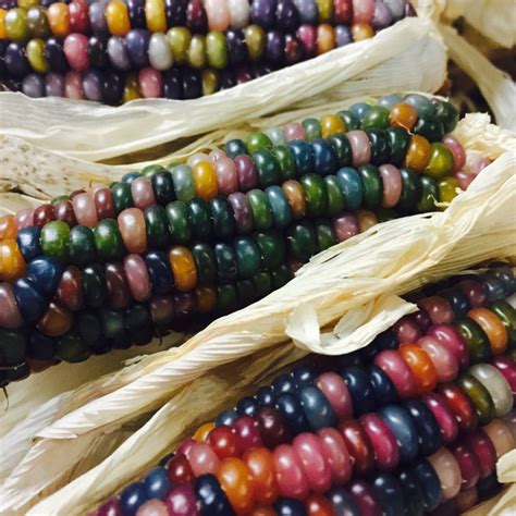 Glass Gem Corn Fruition Seeds