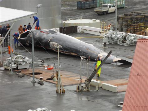 Government Report Shows Whales Continue To Suffer In Icelandic Whaling Whale And Dolphin