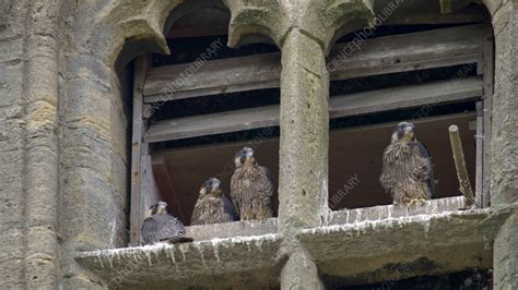 Peregrine falcon flying by nest - Stock Video Clip - K013/5648 ...